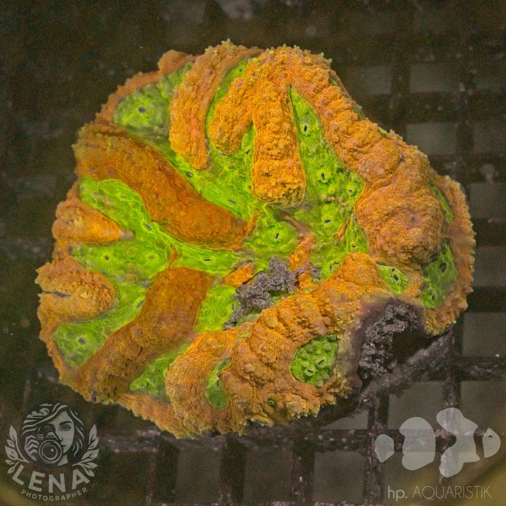 Lobophyllia Ultra
